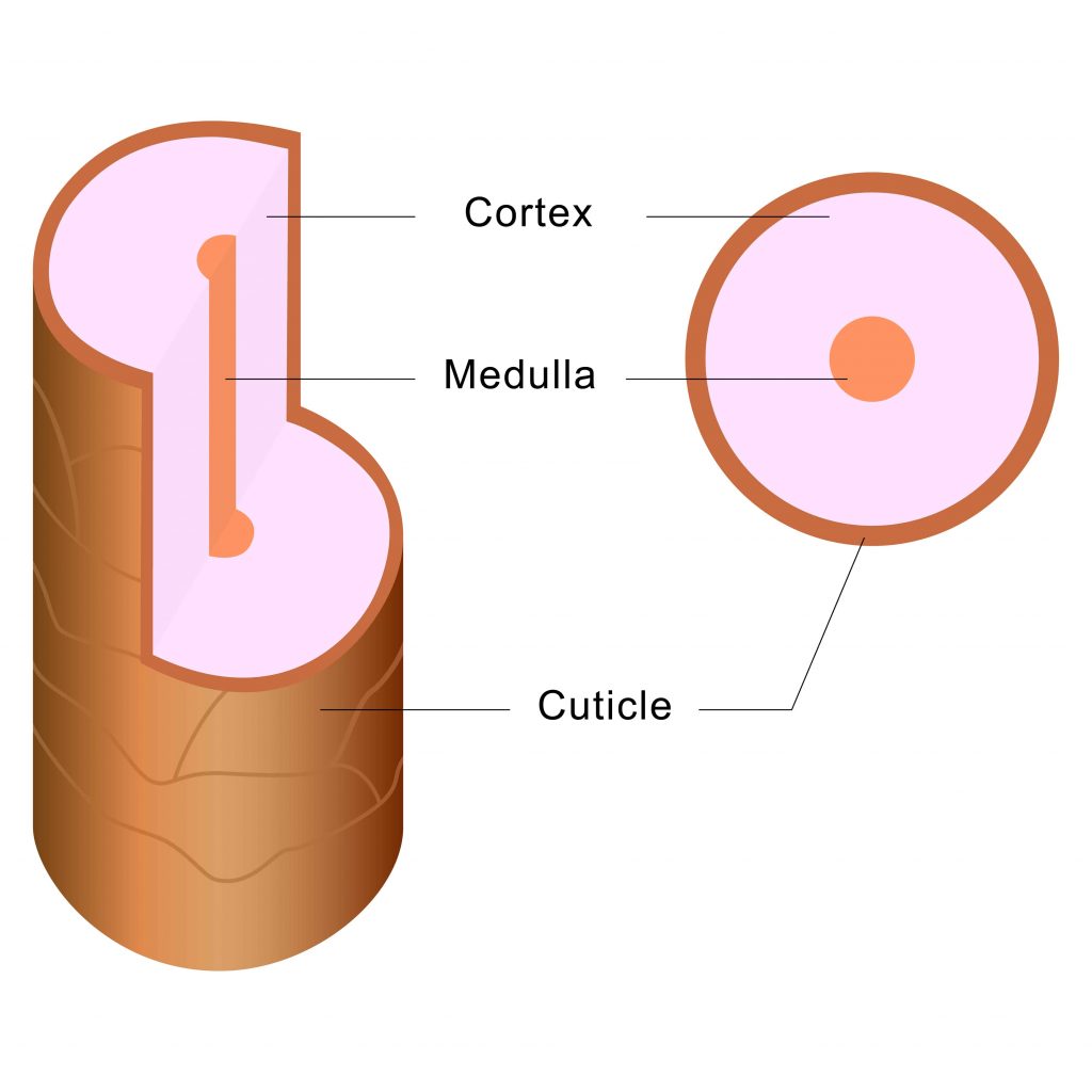 Diagram of the hair strand. Cortex, Medulla, Cuticle. In relation to high versus low porosity hair. Low p