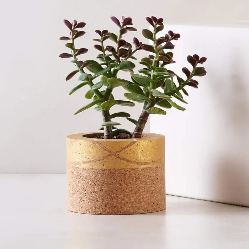 Mind the cork | Black-owned Etsy Shop Sustainable